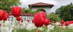 Photo of Montclair State entrance with red tulips